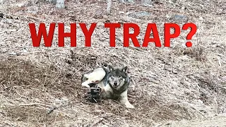 Idaho Wolf Trapping Success - Stuck N The Rut 167