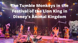 The Tumble Monkey's in the Festival of the Lion King from Disney's Animal Kingdom