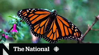 Monarch butterflies now an endangered species