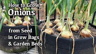 How to Grow Onions from Seed in Containers and Garden Beds| Easy Planting Guide