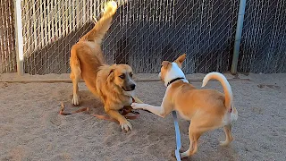 Dogs playing: Episode 57