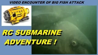 RC Submarine Adventure, Filming large fish