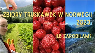 Praca sezonowa w Norwegii w 2023 - jak wyglądają zbiory truskawek, ile można zarobić?