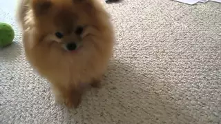 pomeranian tricks "cha cha"