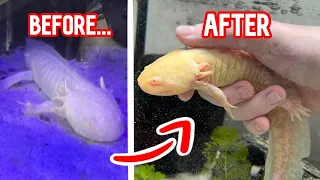 Rescue Axolotl Gets a New Home