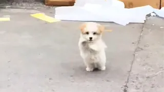 A stray puppy raises paws, trying to attract passersby, eager to be adopted