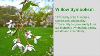 Blossoming Willow and its Symbolism