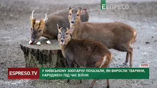 У Київському зоопарку за час війни народилося 300 малят