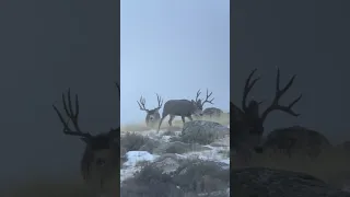 Rutting mule deer in Wyoming!