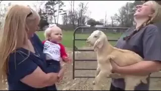 Try not to Laugh Goat Edition | Funny Animal Videos Compilation