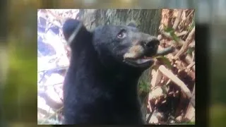 Woman calls 911 during bear attack