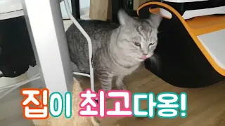 머리로 문을 열줄 아는 아메리칸숏헤어 찾기[고양이탐정]How to find a lost cat