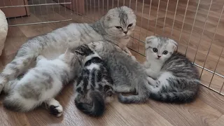 Mom cat calls and feeds her already grown kittens and then leaves to rest