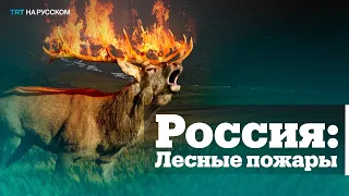 Лесные пожары в Челябинской области