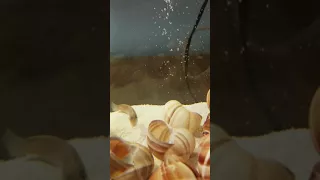 Shell dweller moving shell (Lamprologus ocellatus gold)