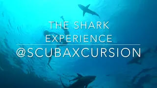 ScubaXcursion - Shard Diving Experience