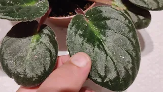 African violet. This is how aphids infestation looks like.