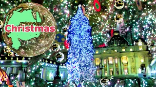 Vatican 2022 - Christmas  30-meter tree in Rome, Italy, Europe - Roma San Pietro, The Papal Basilica