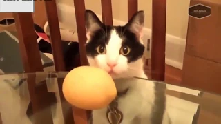 SUPER WEIRD CATS that will totally CONFUSE YOU! - Funniest CAT VIDEOS compilation 2018