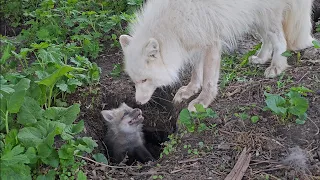 Fox pup plays peek-a-boo in fox dens