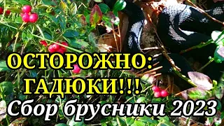 Осторожно гадюки!!! Сбор брусники в Беларуси. БРУСНИКА 2023