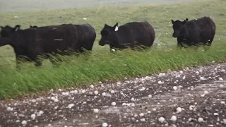 Cattle get beaten alive by MASSIVE Hail - June 10, 2016