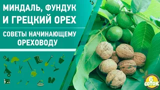 Миндаль, фундук и грецкий орех. Советы начинающему ореховоду. 6 соток 16.09.2019