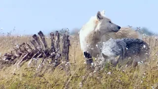 Starving Wolves in Search for Food | BBC Earth