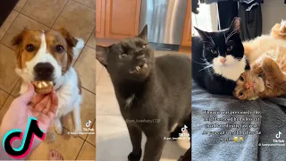 Funny Animals Tiktok Compilation #29