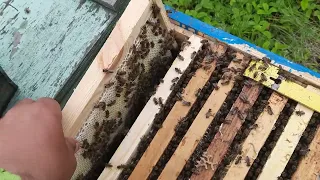 Как ставить вощину пчелам весной.