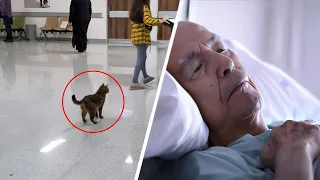 Doctor saw the cat visits the hospital every day so he decided to follow her