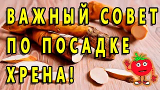 ВАЖНЫЙ СОВЕТ ПО ПОСАДКЕ ХРЕНА!