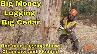Big Money Logging Big Cedar With Skidder & Chainsaw