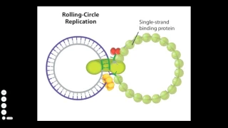 Rolling Circle Mechanism Plasmid Replication