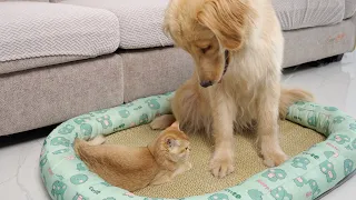 Golden Retriever Reaction to a Kitten Occupying her Bed