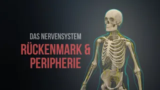 Nervensystem Teil 1 - Rückenmark und Peripherie (Animation)