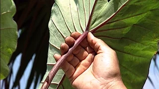 ‘O‘opukai Plant Descriptors - with Jerry Konanui