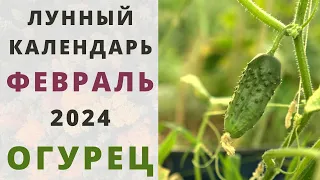 ОГУРЦЫ: Лунный Посевной Календарь на ФЕВРАЛЬ 2024 год! Когда сажать семена огурцов на рассаду?