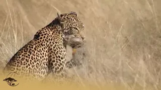 Leopard Hunts Wild Cat Then Goes Fishing