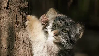 Eve the Pallas's cat and her fluffy gang of kittens!