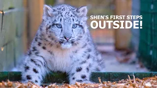 Snow Leopard cub 'Shen' takes FIRST STEPS Outside!