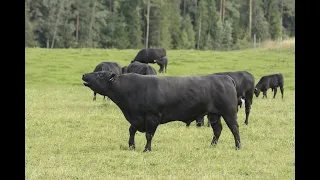 загон быков производителей в стадо