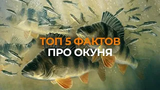 ТОП 5 ИНТЕРЕСНЫХ ФАКТОВ ПРО ОКУНЯ