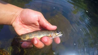 Trout Fishing the Battenkill River, Vermont (day 1)