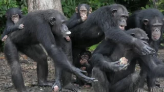 Video: Race to save abandoned chimps of 'Monkey Island'