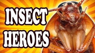 Top 10 Insects with Amazing Superpowers — TopTenzNet