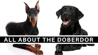 All About The Doberman Lab Mix (Doberdor)