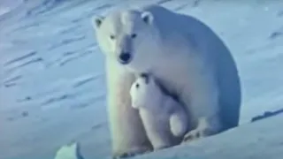 Watch the Birth of a Polar Bear | BBC Studios