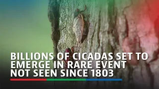 Billions of cicadas set to emerge in rare event not seen since 1803 | ABS-CBN News