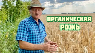 Органическая рожь